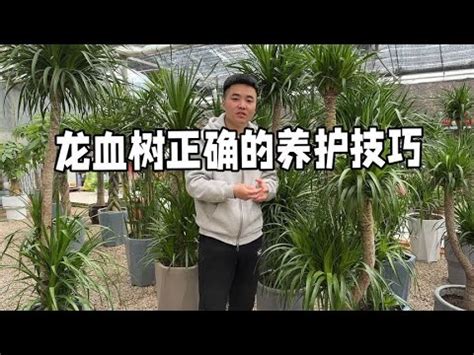 龍血樹品種|龍血樹的多樣性與魅力：探索各種龍血樹種類 – 植物盆栽綠寶典